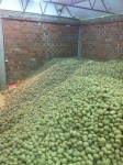 Krumpir u skladiYtu
